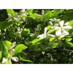 नादिहिंगु