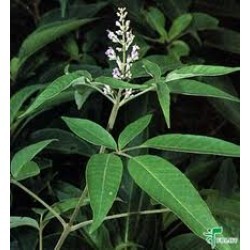 निर्गुंडी