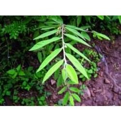 नागबाला