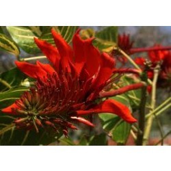 परिभद्र