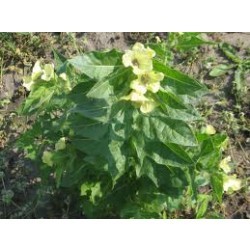 पारसिक्यवाणी