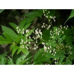 पियारंगा