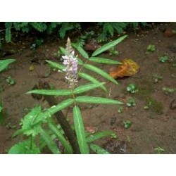 प्रशनपर्णी