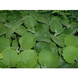 प्रणयवाणी