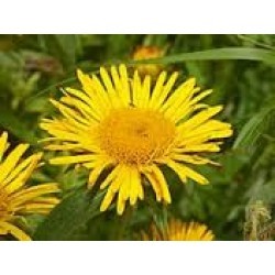 पुष्करमूल