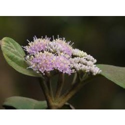 प्रियंगु