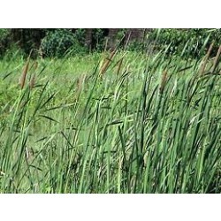 पोटागला