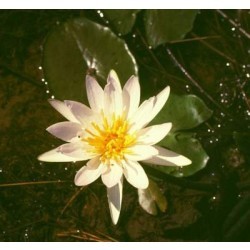 रक्तोत्पल