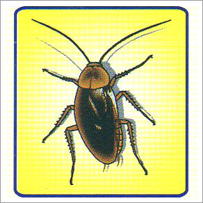 कैक्रोच नियंत्रण सेवाएँ