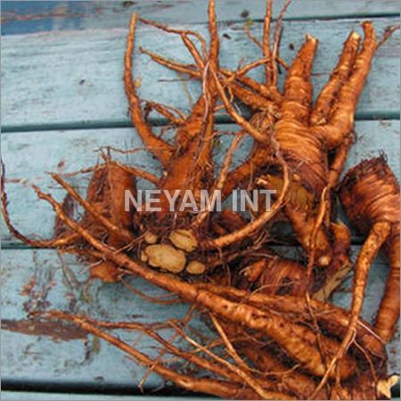 Coleus Roots