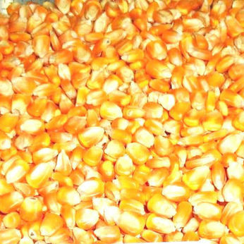 पशु भोजन के लिए पीला मकई
