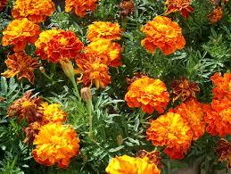 Tagetes Essential Oil Ingredients: Herbal Extract