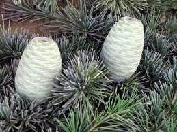 Cedarwood Oil Essential Oils Age Group: Adults