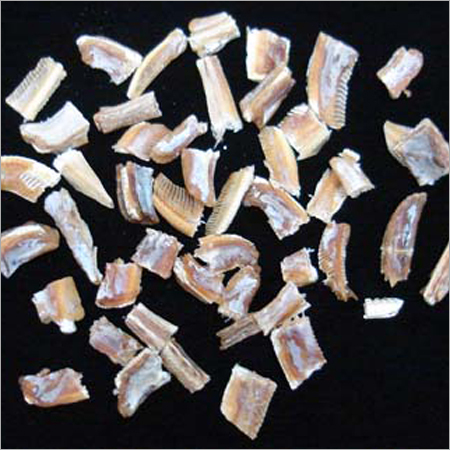 ओशन डेलाइट