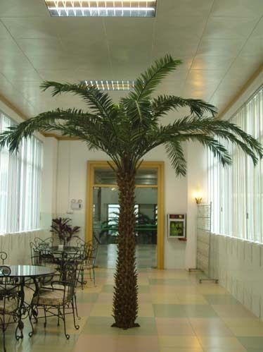 Date Palm