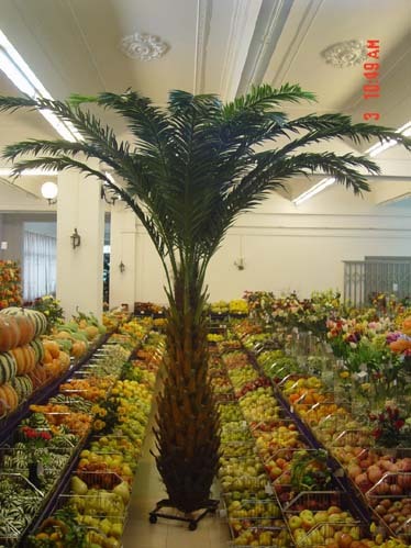 Phoenix Canariensis