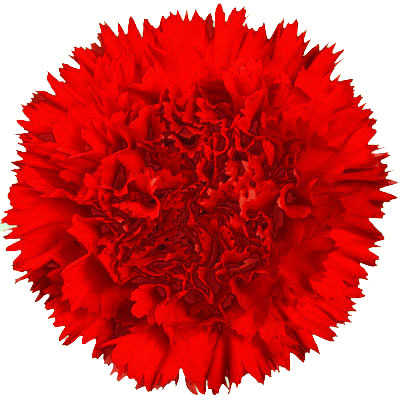 ऐमोस कट फ्लावर