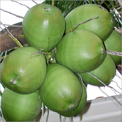 कच्ची नारियल