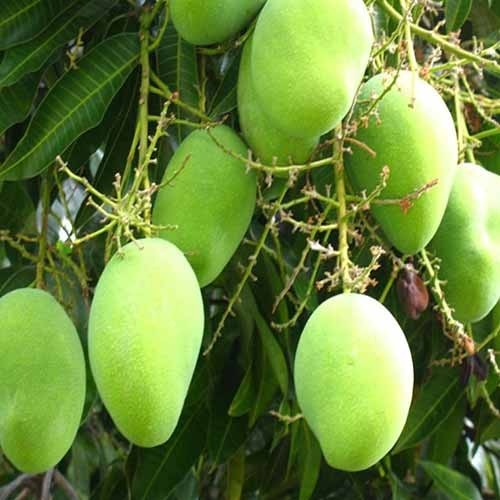 भारतीय केसार आम
