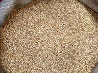 क्विनोआ