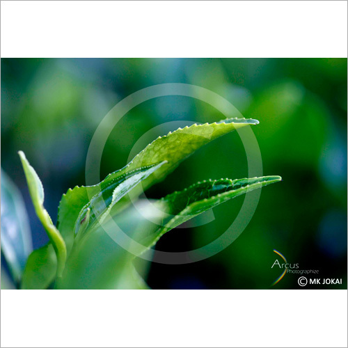 प्राकृतिक फोटोशूट