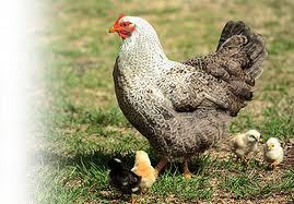 जैविक मुर्गी पालन चारा