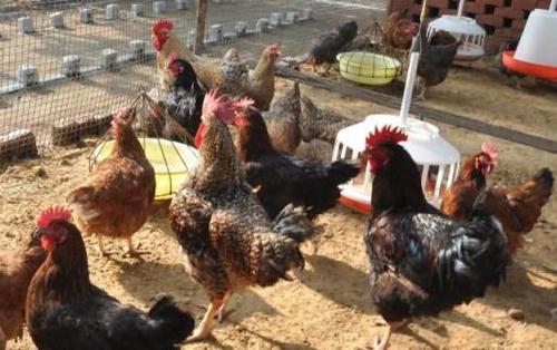 मिक्स्ड पोल्ट्री फ़ीड