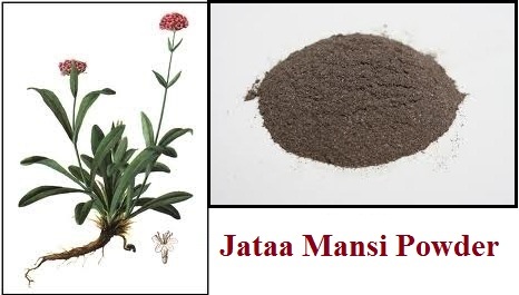 जटामांसी पाउडर