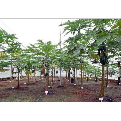Papaya Leaf