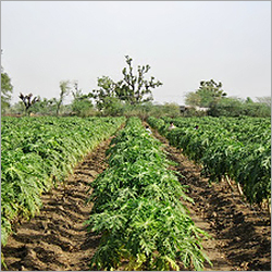 पपीता टिश्यू कल्चर पौधा