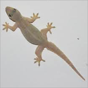 छिपकली नियंत्रण