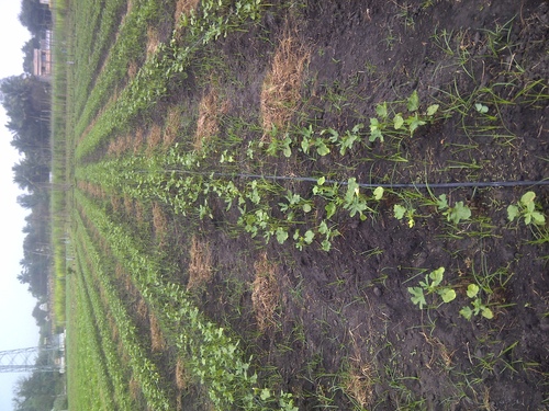 ECO India Agro Farms a   Punnai