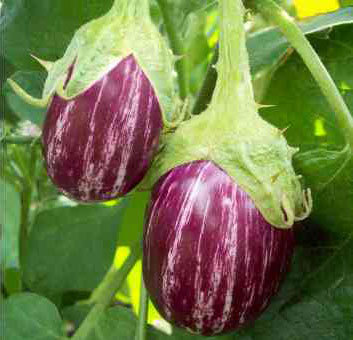 बैंगन (स्थानीय)