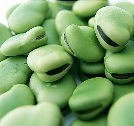 Broad Beans 