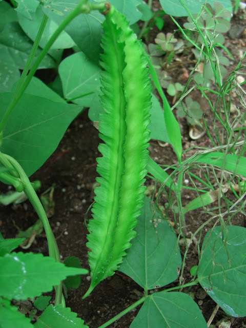 Winged Beans