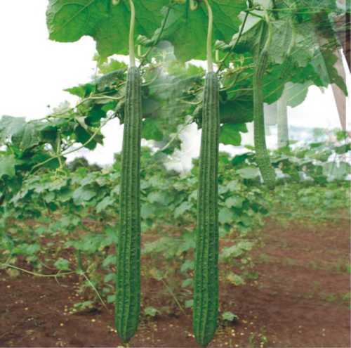 Ridgegourd