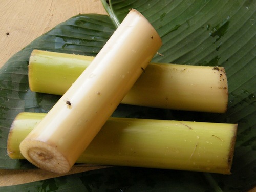 Banana Stem