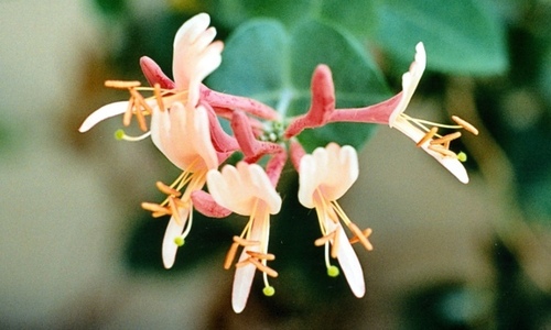 हनी सकल एब्सोल्यूट