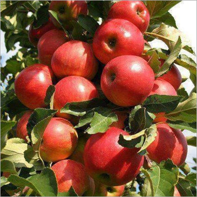 Fresh Red Apple