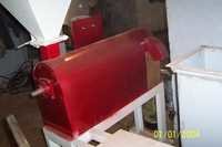 सूरजमुखी का पौधा