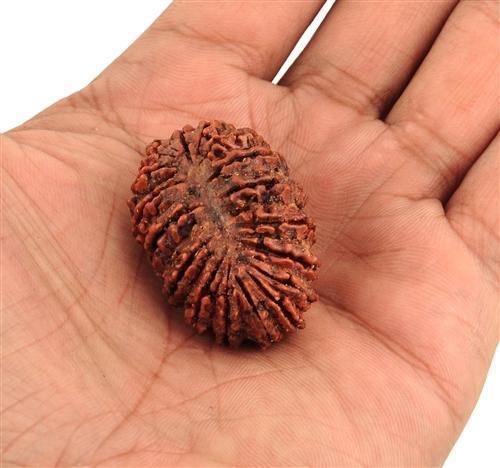 Rudraksha Mala