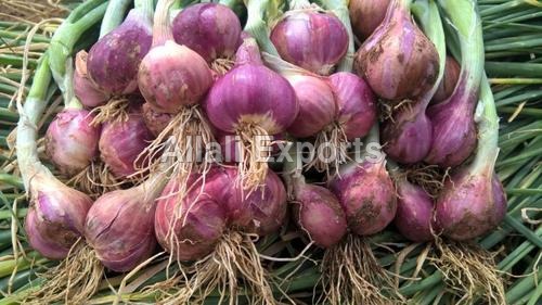 बैंगलोर गुलाब प्याज