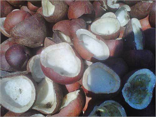 सूखी नारियल कोप्रा