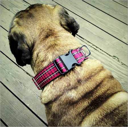 Dog Collar