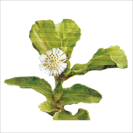 Karisalangkanni