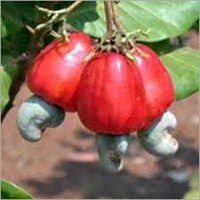 Cashew Nut Fruit