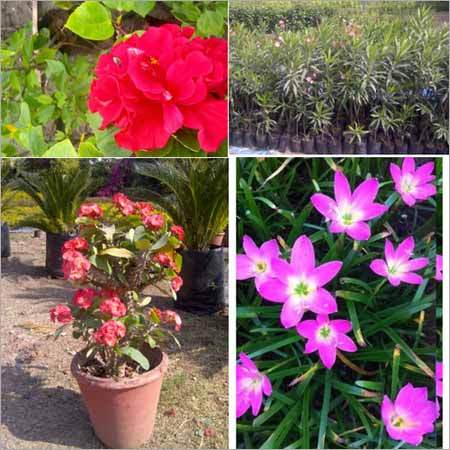 इंडोर फूल पौधे