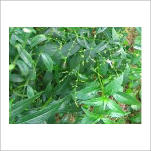 Herbal Nilavembu