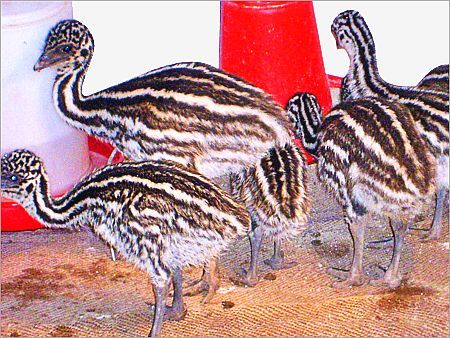 EMU पक्षी