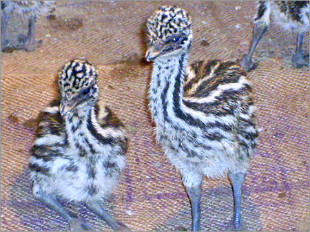 EMU हैचरी